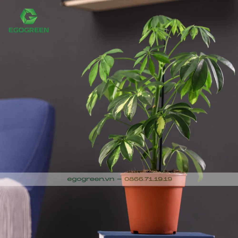 Cây xanh tăng tính phong thủy trong ngôi nhà